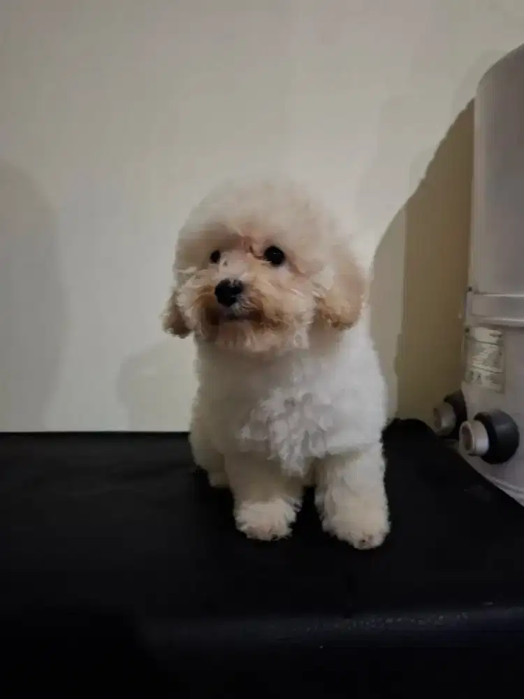 White Toy Poodle