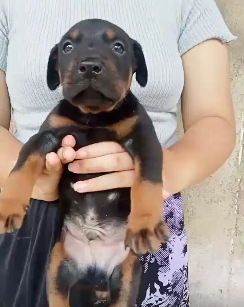 Anjing / puppies doberman cakep