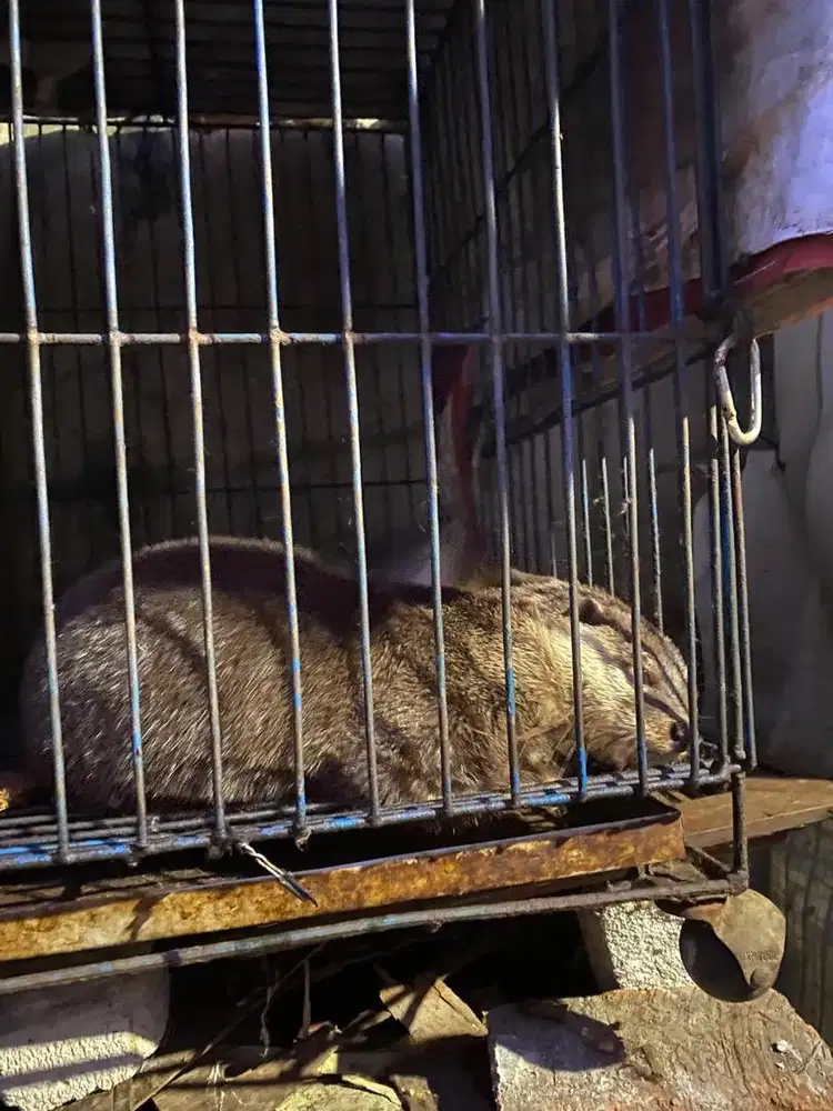 Hewan oter atau lingsang