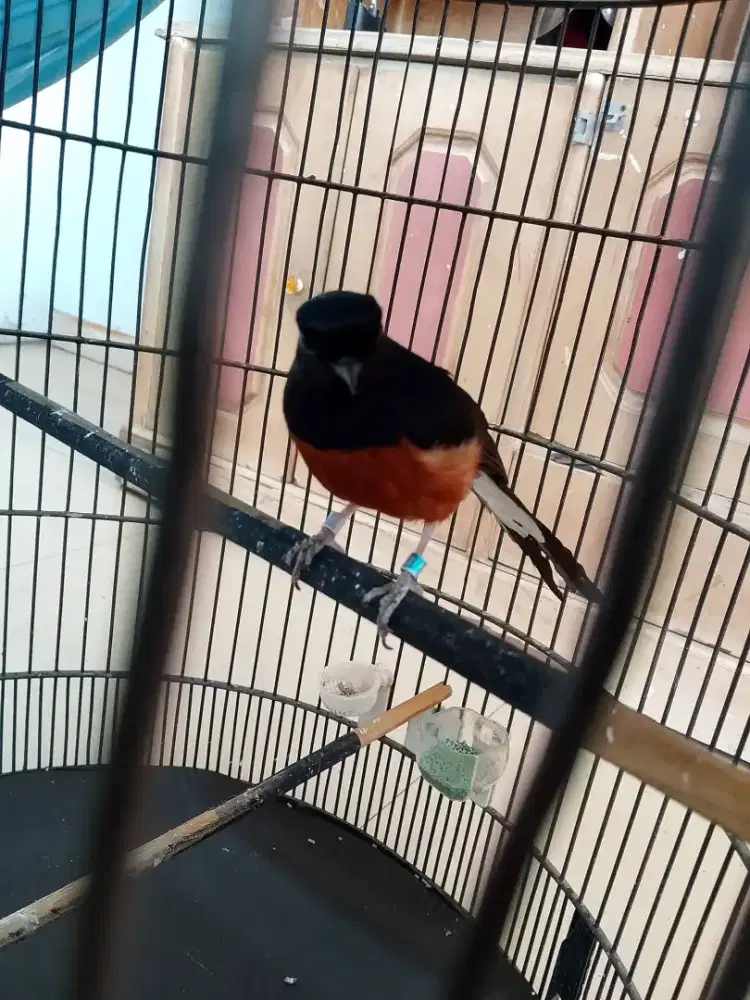 Murai baru double ring pe 19 daun lbar