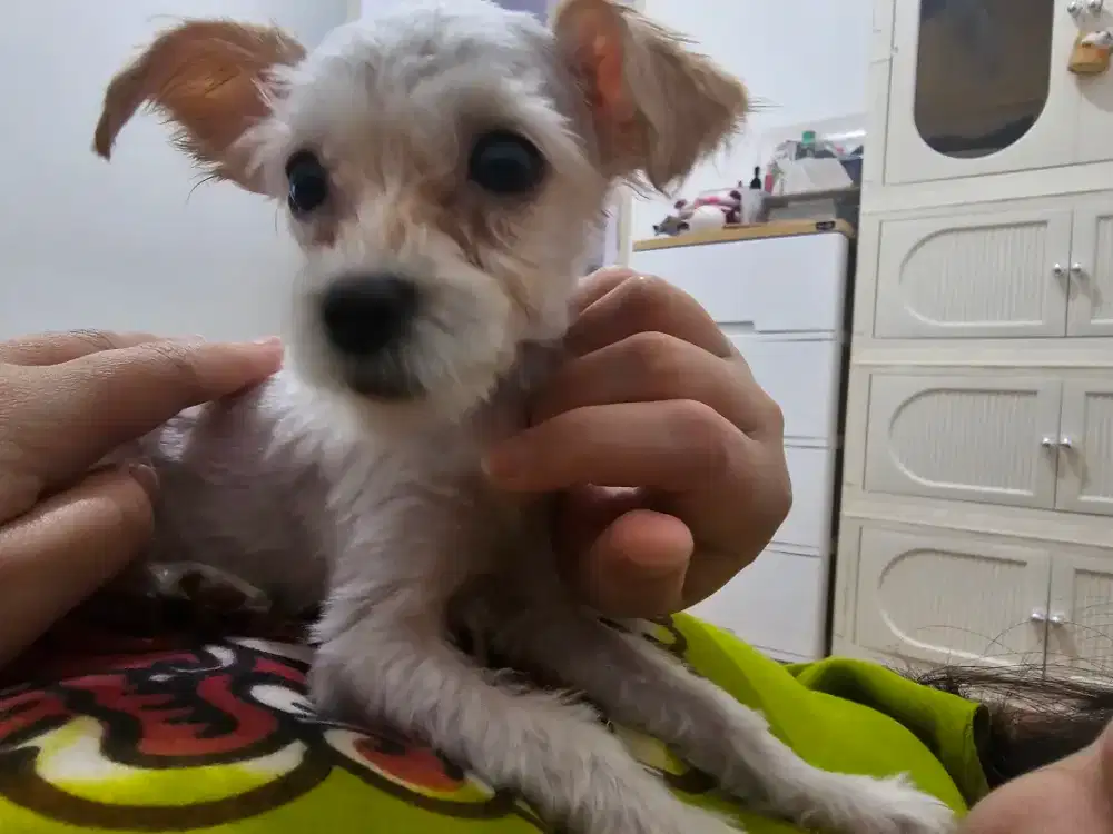 Poodle Puppy Betina 3 Bulan