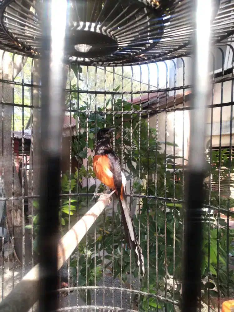 BURUNG MURAI BATU JANTAN ACEH