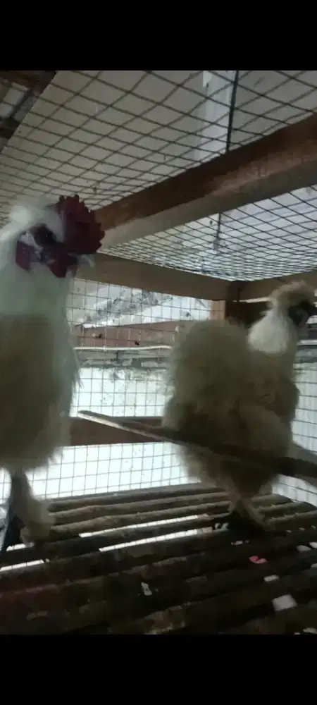 Indukan silky sepasang