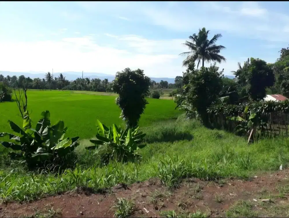 Di jual cepat tanah sawah+kebun 2 hektar lebih