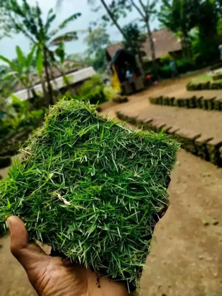 Spesialis taman & penanaman rumput gajah mini & Manila Jepang