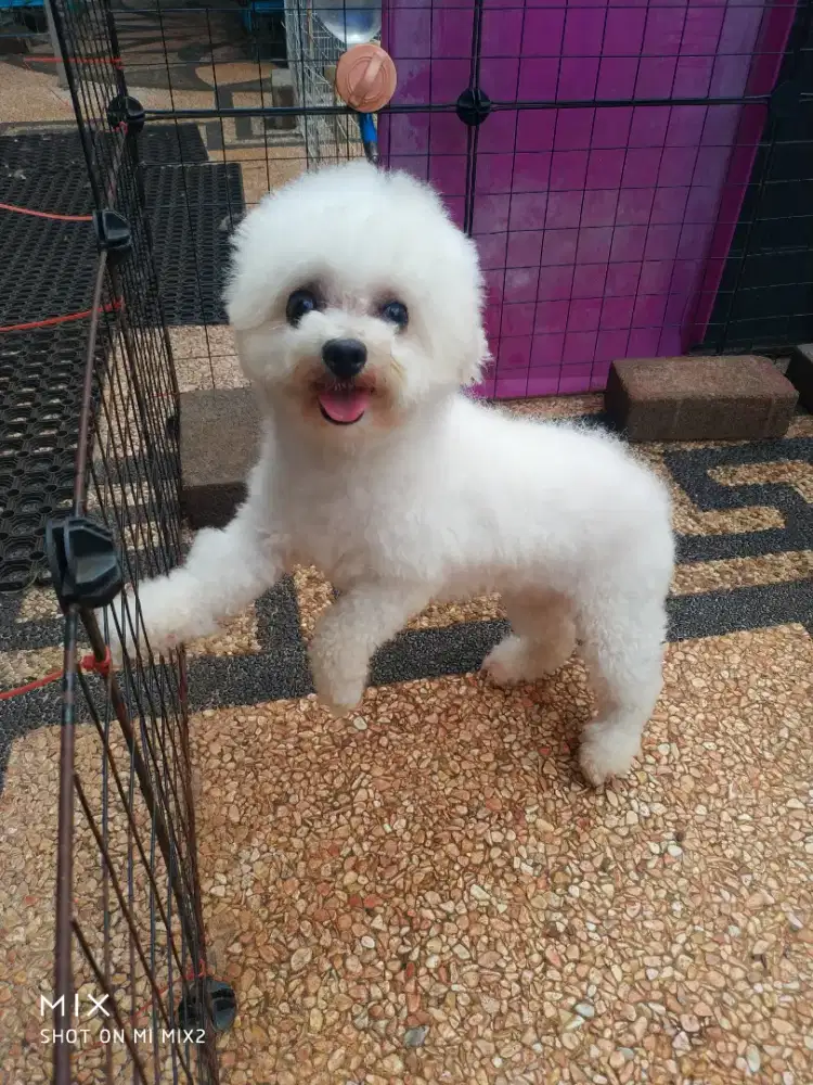 Jual Indukan Mini Bichon frise