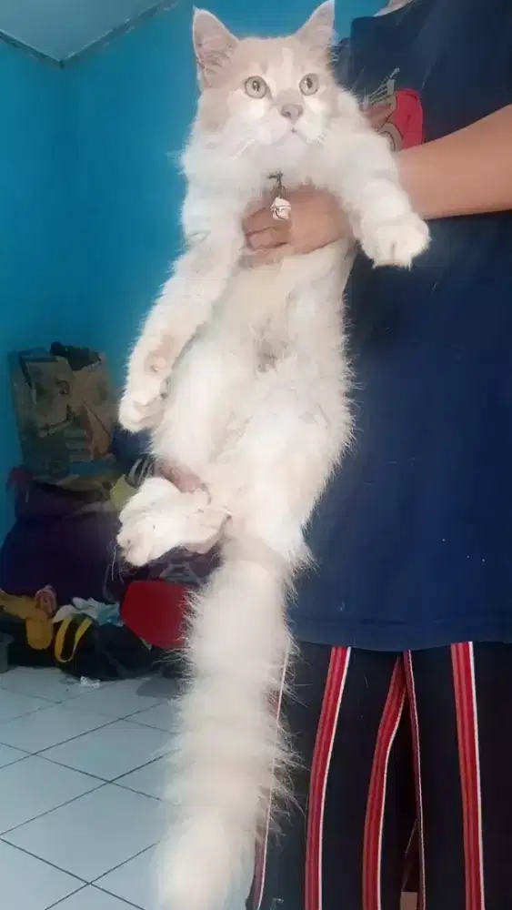 Kucing Mainecoon mix jantan steril