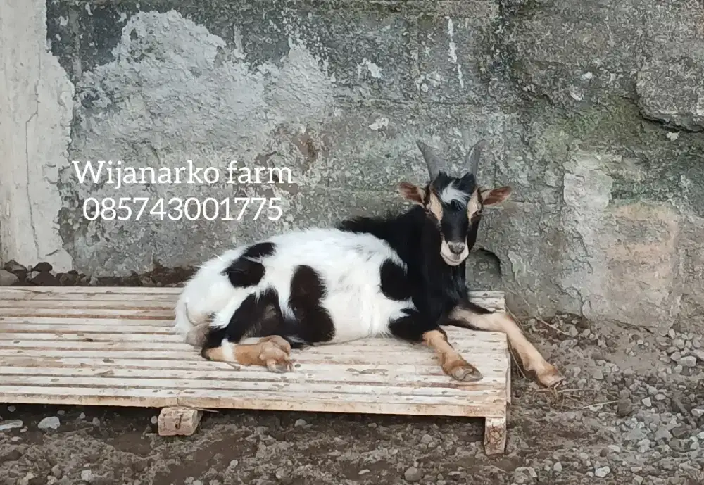 Kambing hias pygmi pejantan