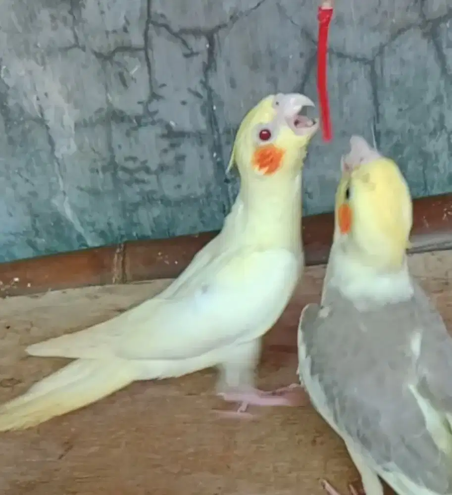 Burung falk luntino mata merah jinak