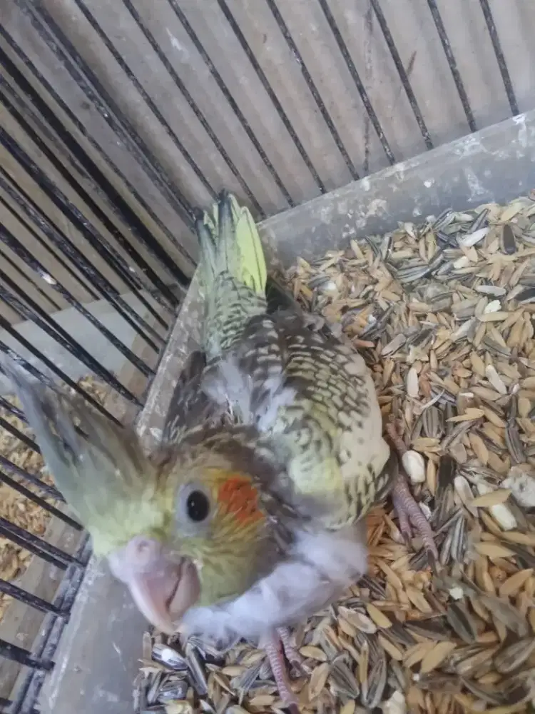 Baby falk super jinak