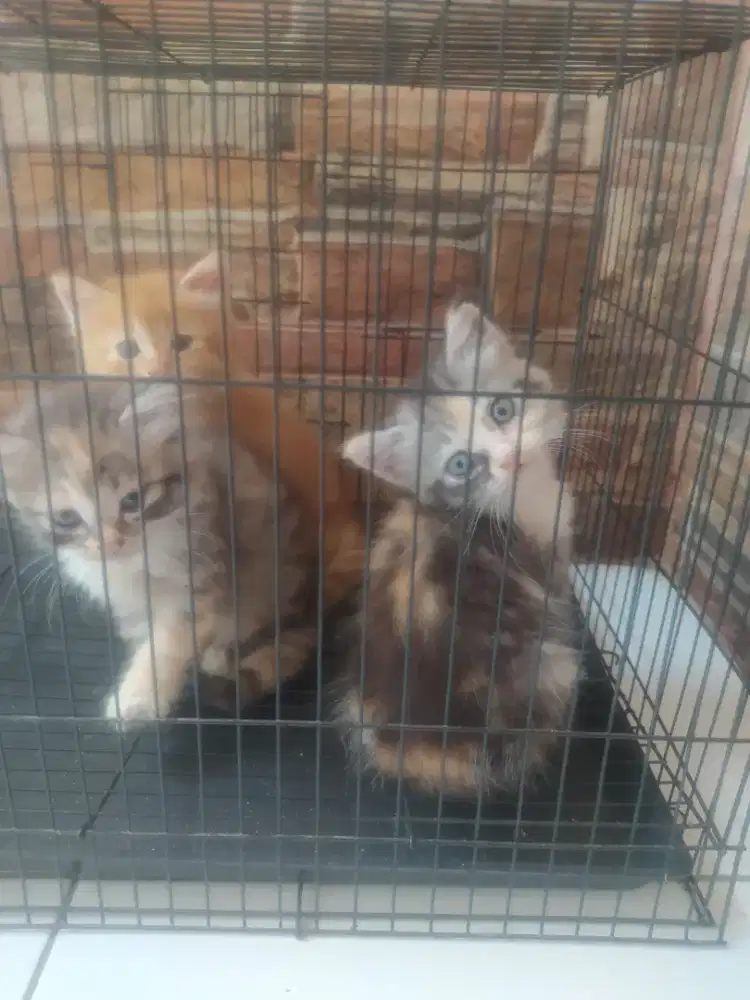 Kucing Persia medium