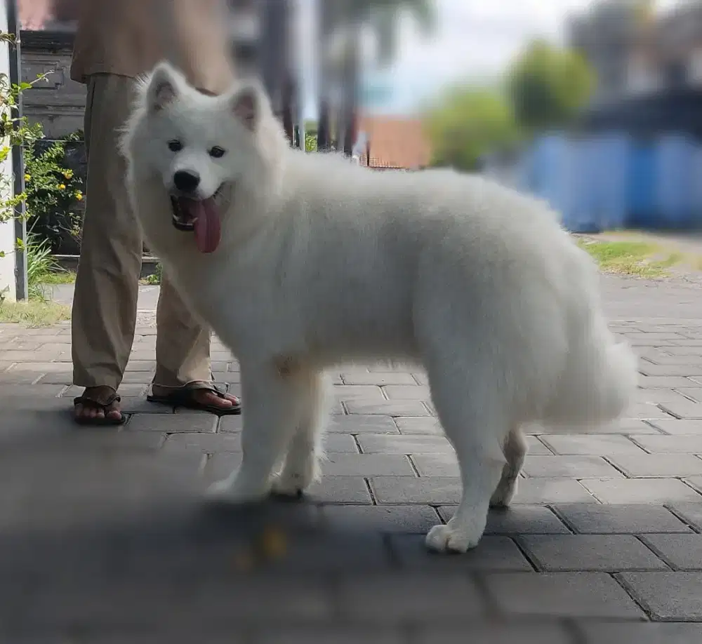 Dijual murah Samoyed no stambum