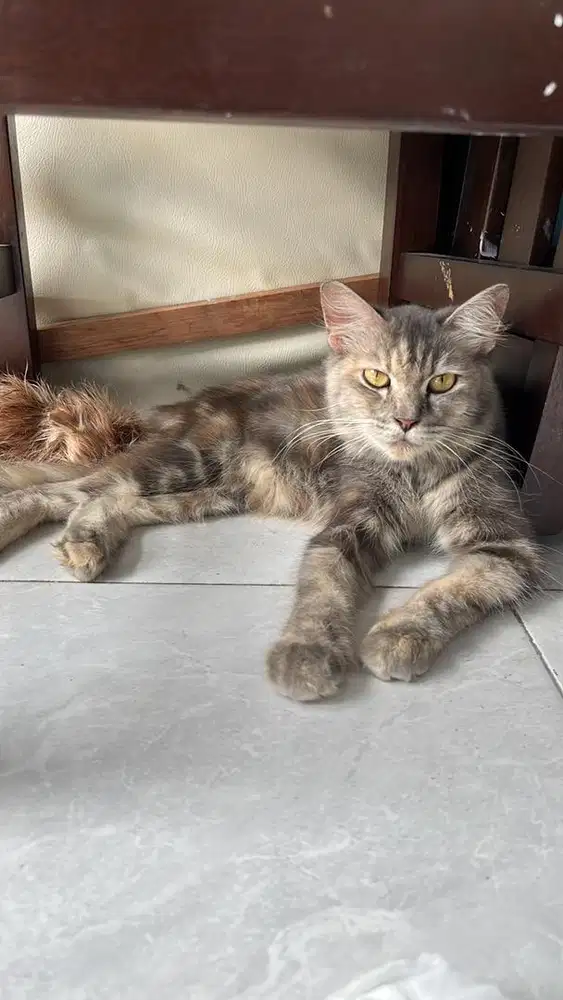 indukan betina persia