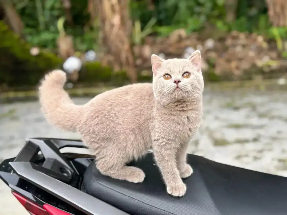 kucing BSH jantan lilac 3,5 bulan