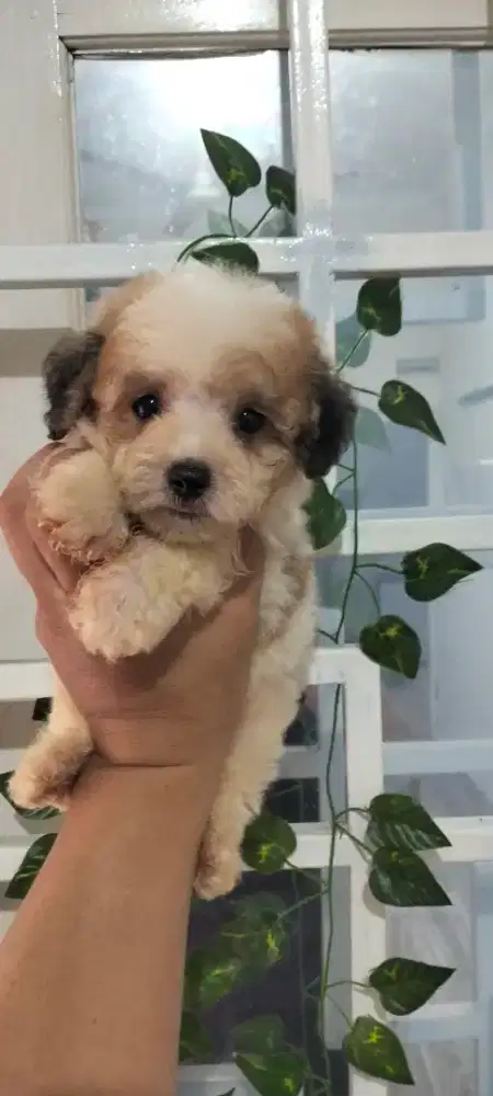 Poodle Party colour Jantan