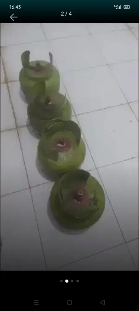 Gas melon 3kilo