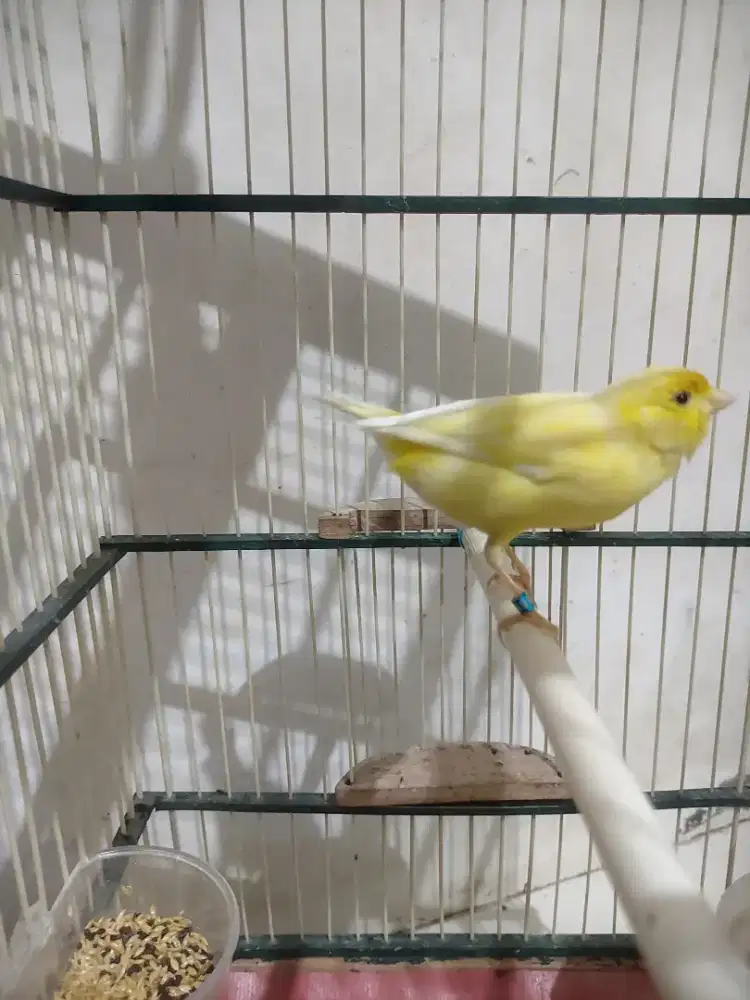 kenari betina umur 6 bulanan