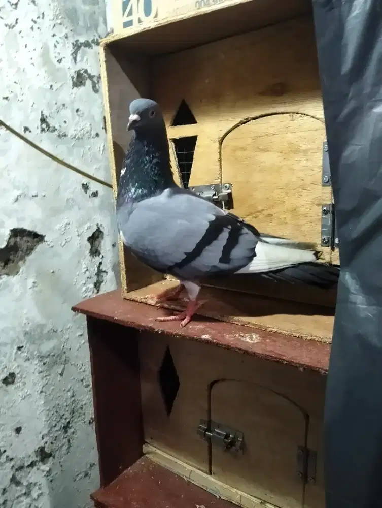Burung dara pasangan giring