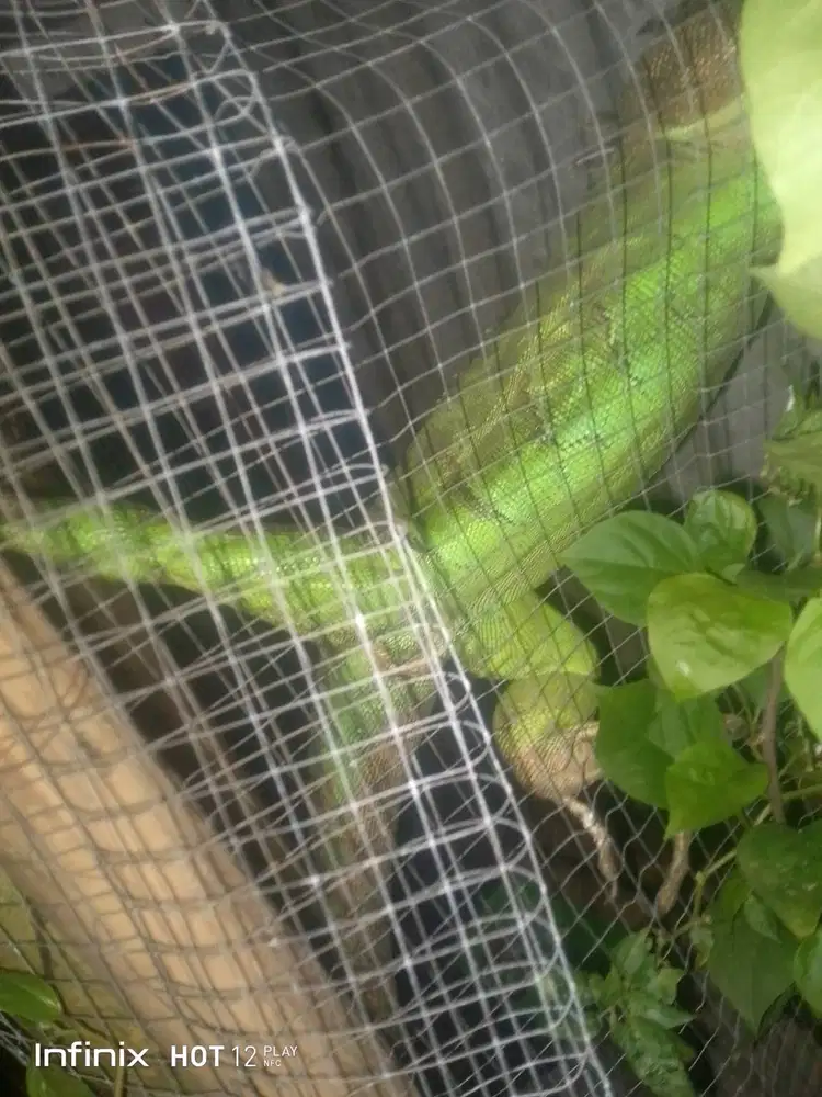 Dijual iguana hijau di pwk sukarata bawah