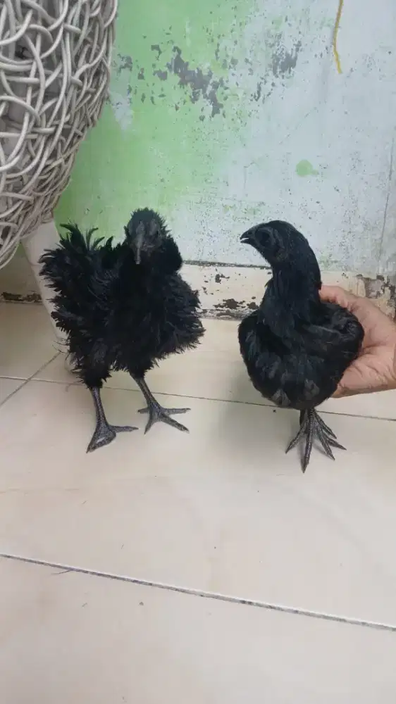 Ayam cemani / cemani bulu walik