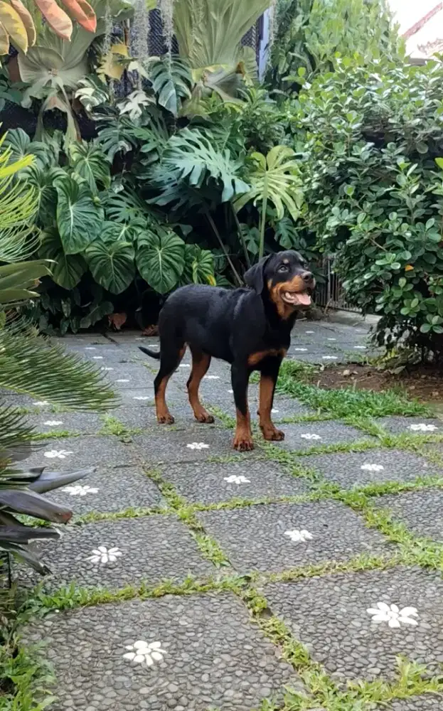 Rottweiler puppies/anakan rottweiler