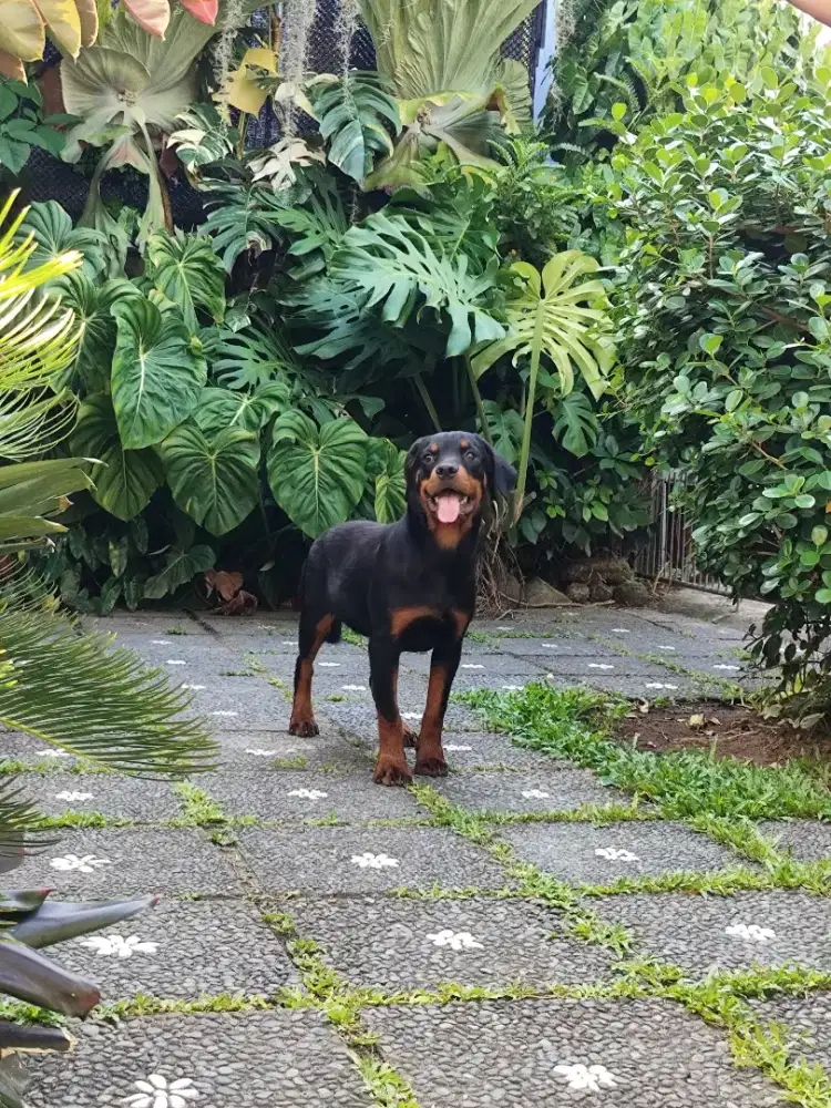 Rottweiler puppies/anakan rottweiler