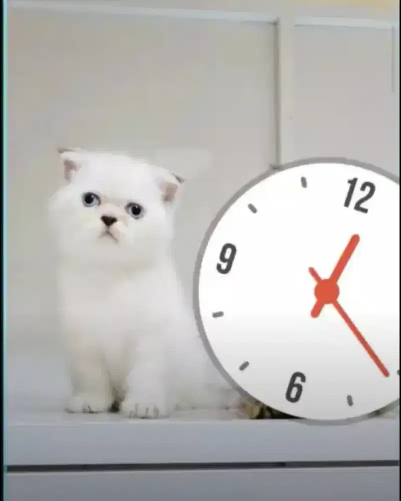 kucing scottish fold