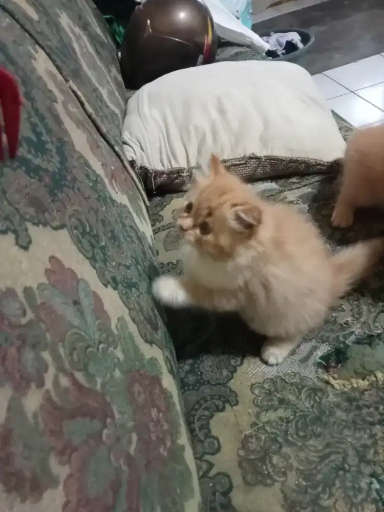 Kucing kitten persia