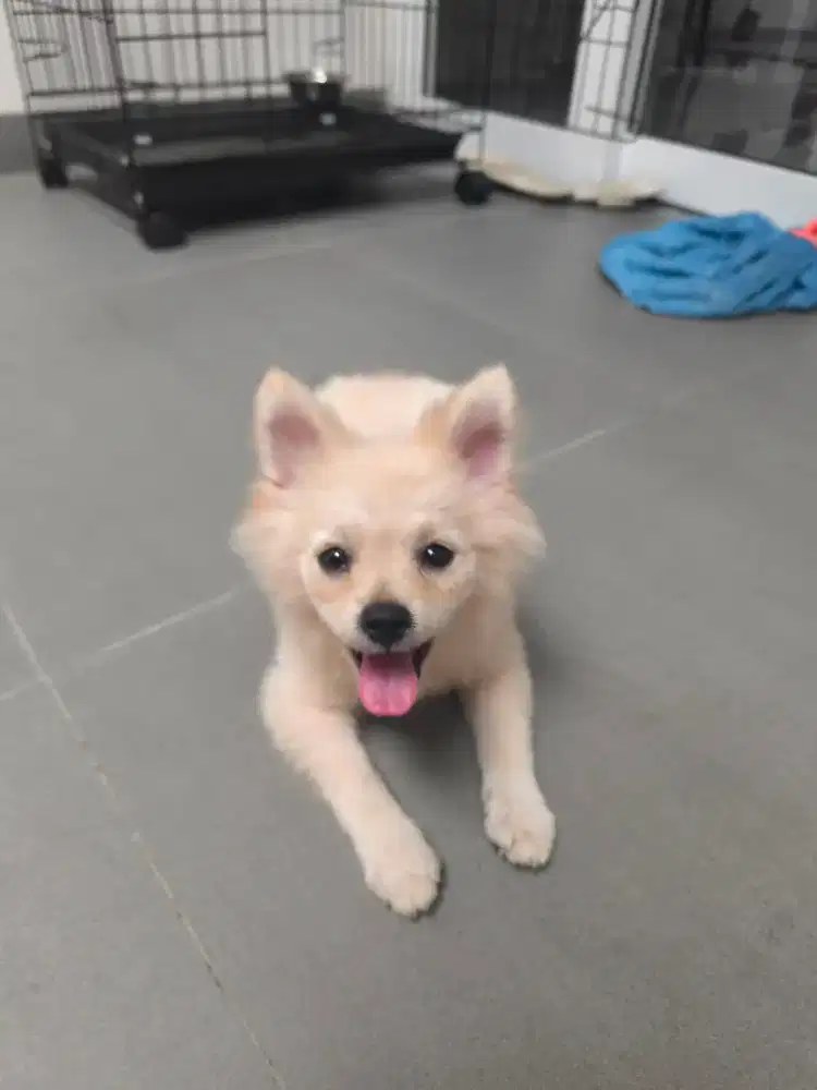 Anjing minipom jantan 3 bulanan sehat lincah aktif