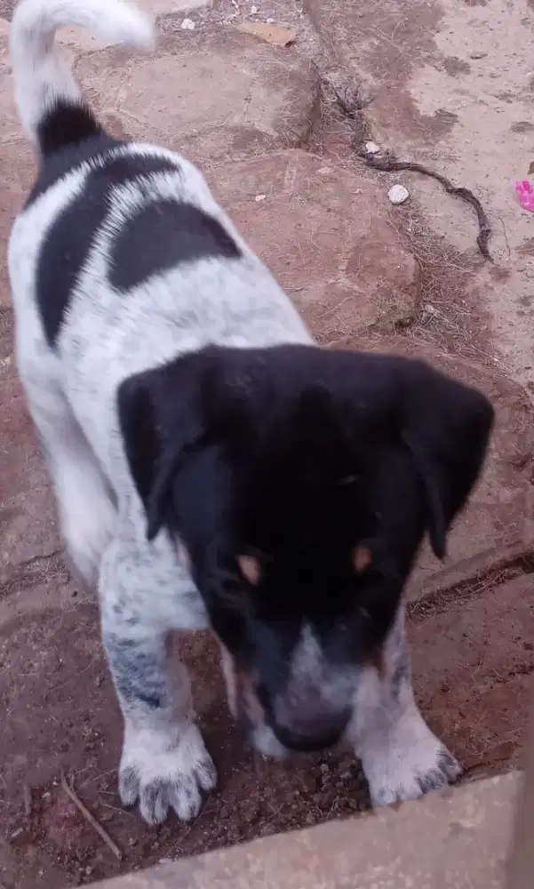 Siap dijual anak anjing Mix