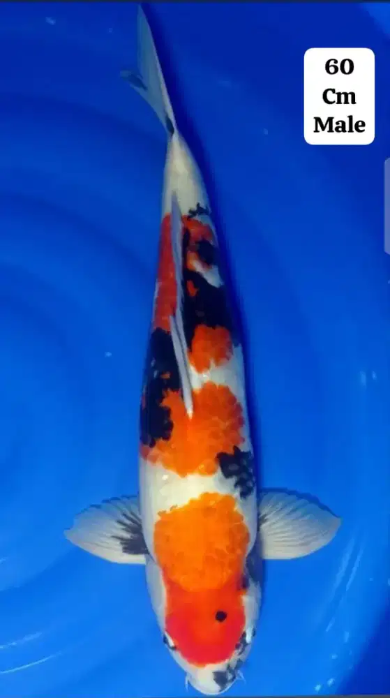 Koi jumbo import lokal 60 62cm