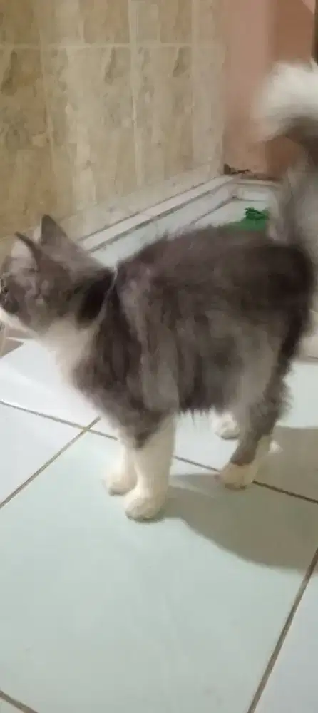 Kucing betina Persia mix kampung