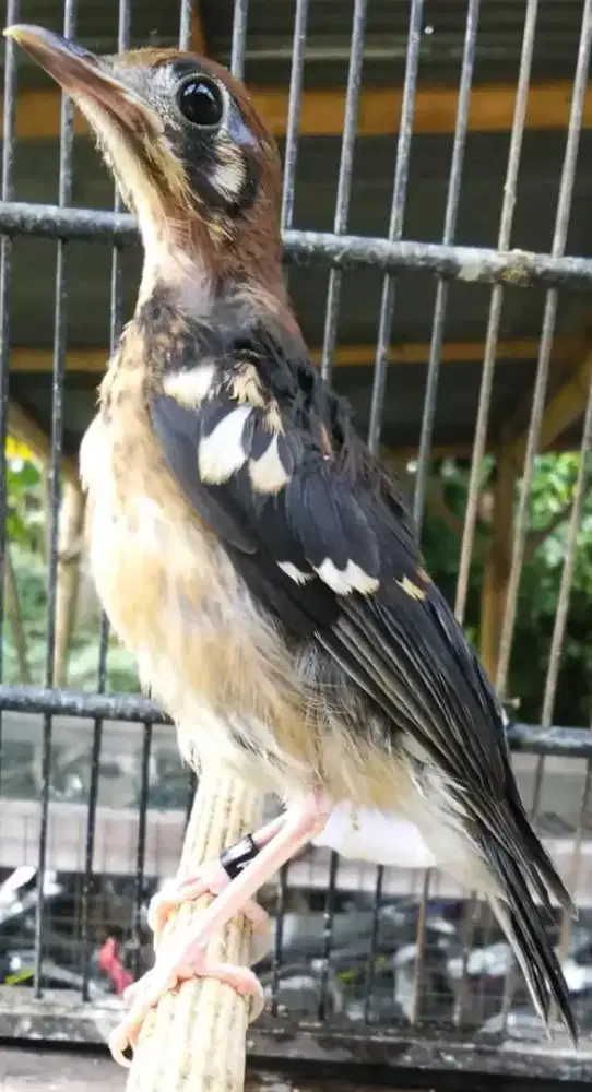 Anis kembang trotol garansi jantan