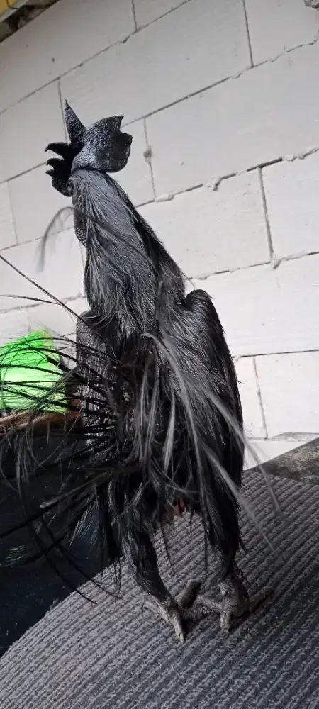 Ayam Cemani Jantan Rajek Wesi