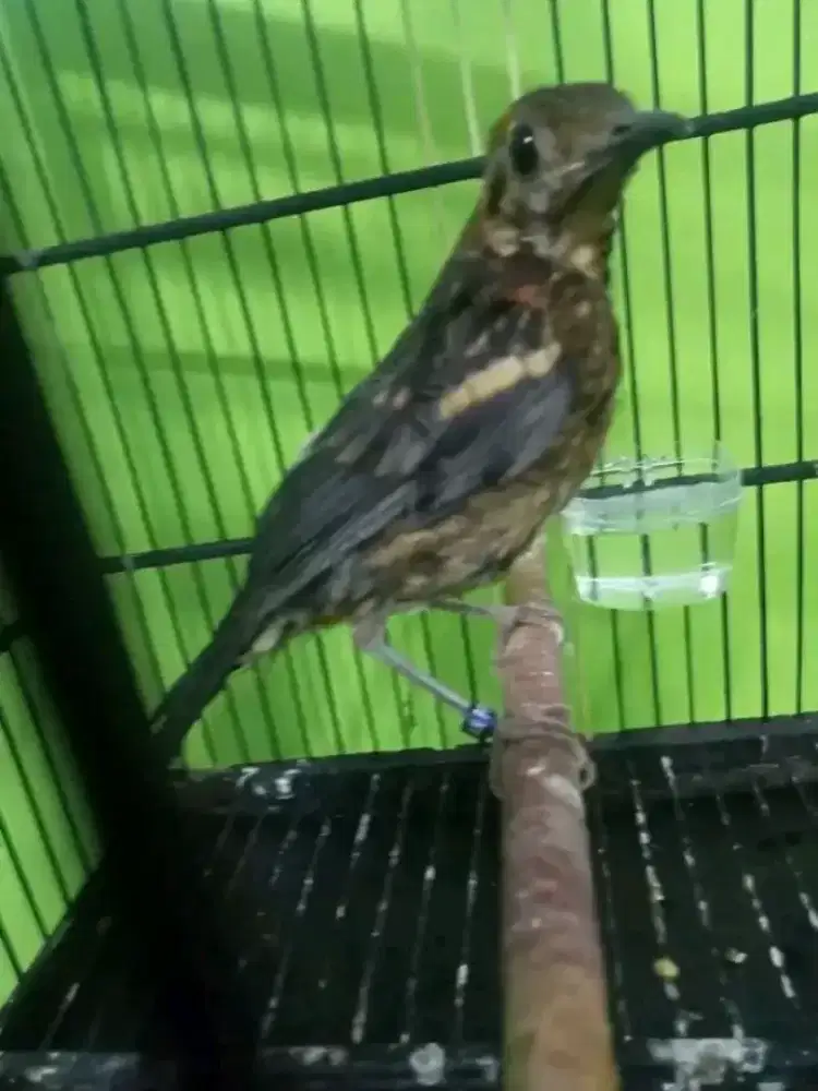 Anis merah trotol garansi jantan