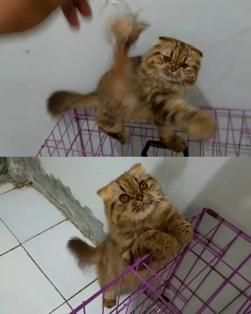 Scottish fold betina birahi