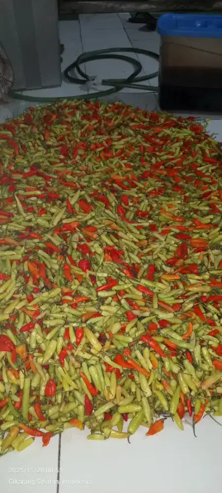 Lowongan kantin seafood