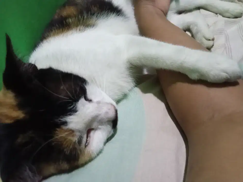 Cari kerjaan art serumah ber 2