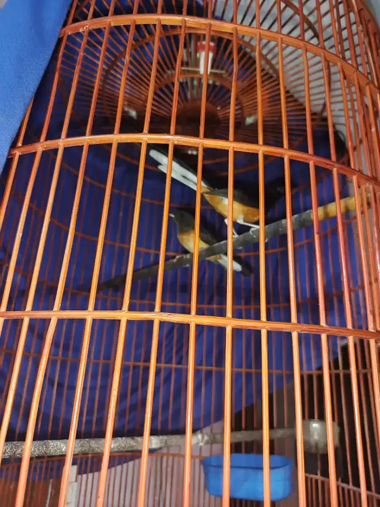 Murai medan sepasang