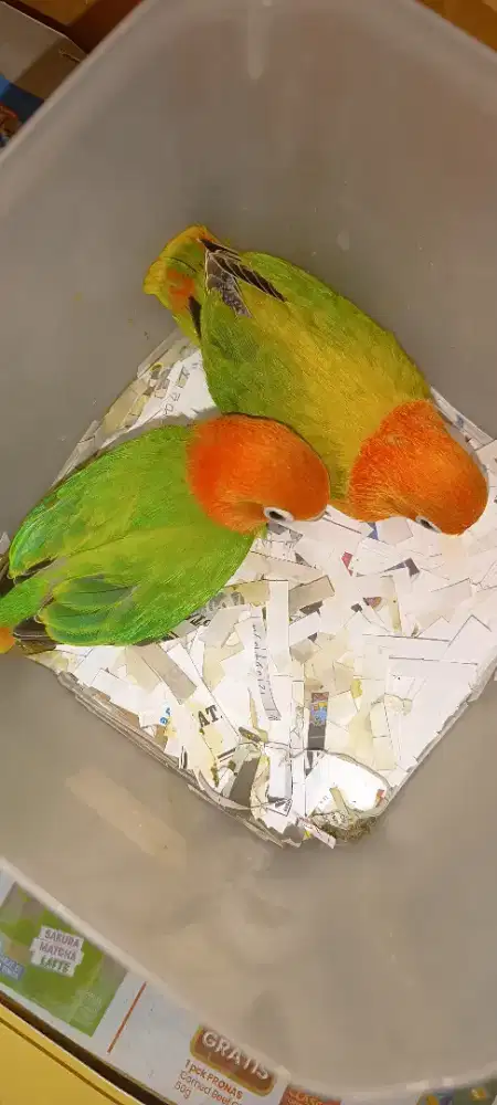 Biola green n euwing