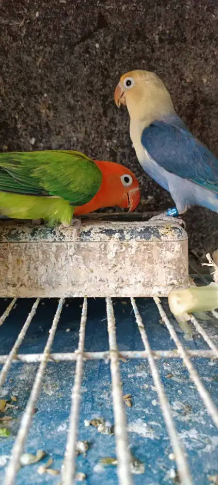 Sepasang lovebird remaja