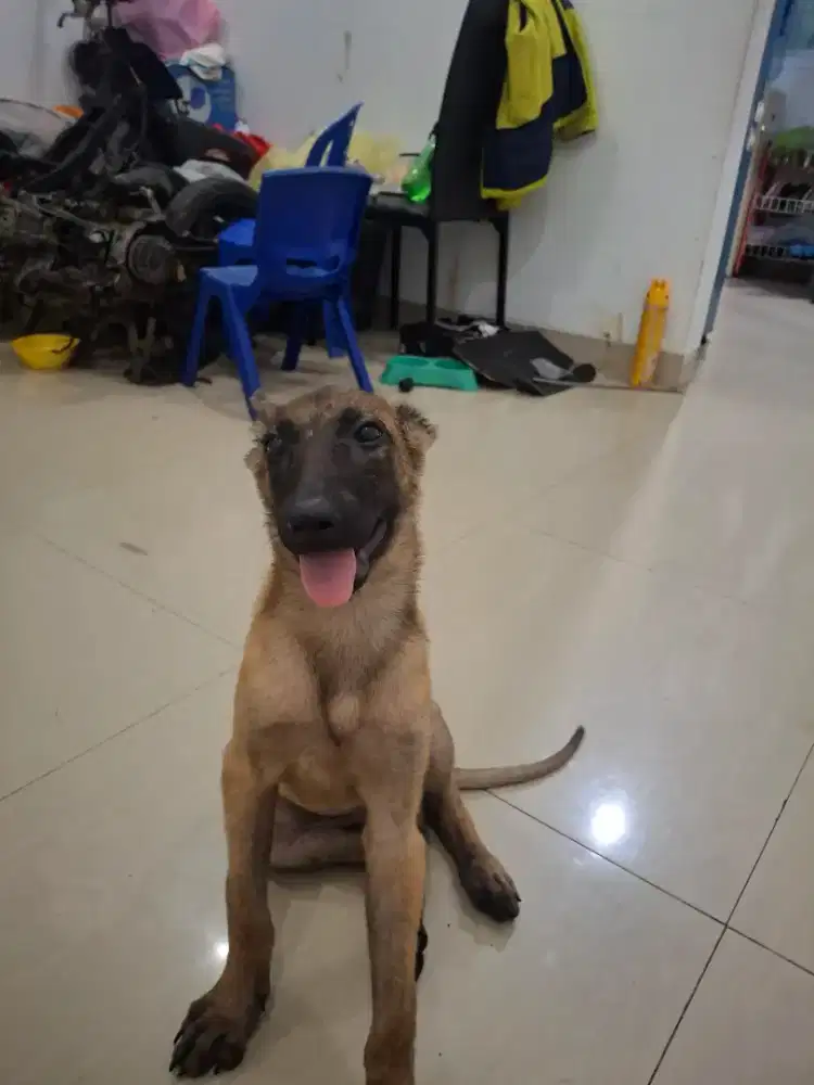 Anjing malinois betina 3 bulan