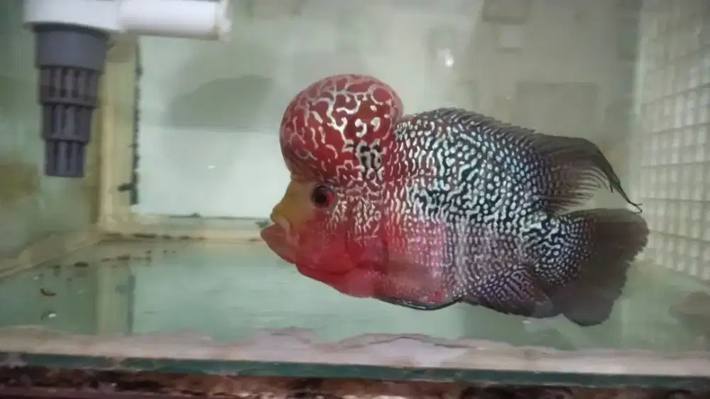 Ikan louhan lohan murah cilnong