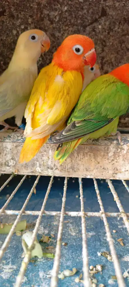 Lb remaja, harga sesuai warna