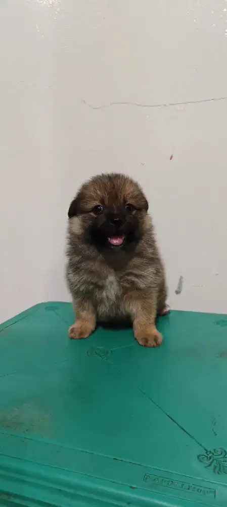 anak minipom mix