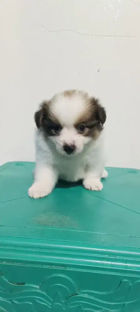 anak minipom mix
