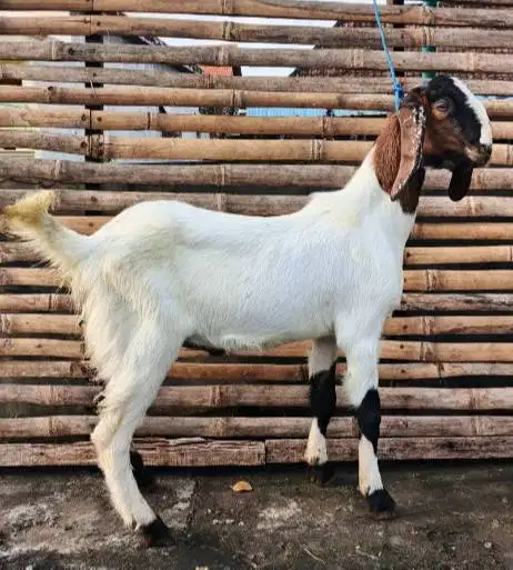 kambing qurban 35kiloanUp timbang hidup riil siap hewan kurban 2026 ok