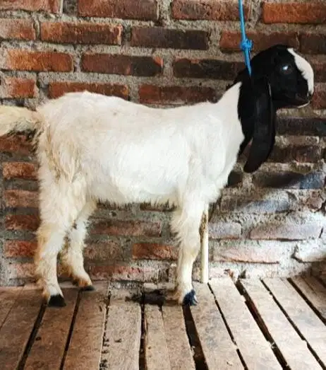 kambing qurban 35kiloanUp timbang hidup riil siap hewan kurban 2026 ok