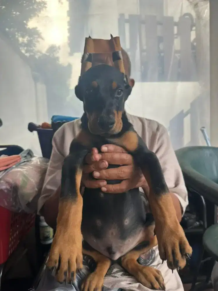 Puppy DOBERMANN