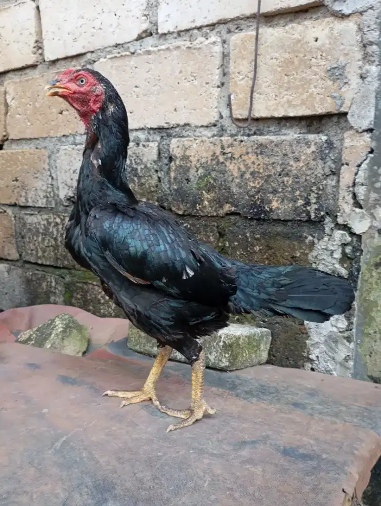 Ayam bangkok lokal betina biang
